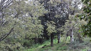  width=