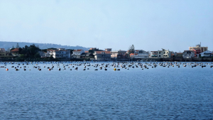 Pantano Piccolo a Ganzirri (foto Xxlstier, licenza CC BY 4.0)